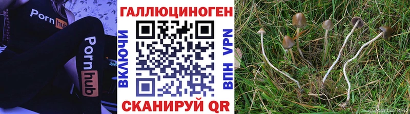 Галлюциногенные грибы Psilocybe  Купить закладки  Стерлитамак 